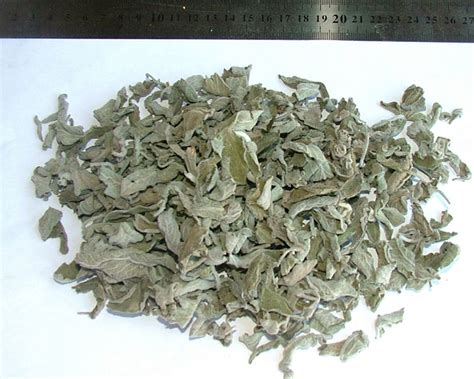 Sage Leaves – Land Spices