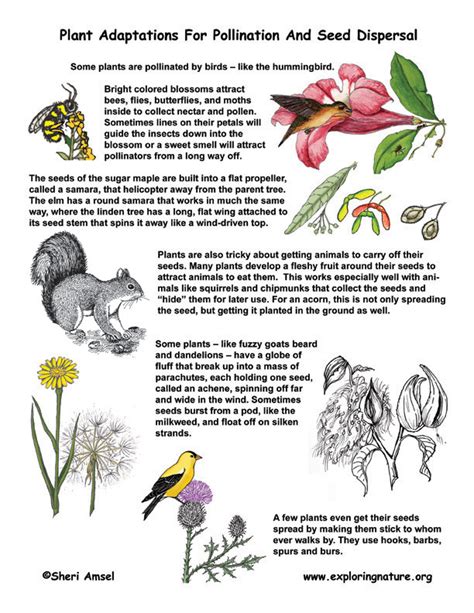 Plant Adaptations for Pollination & Seed Dispersal