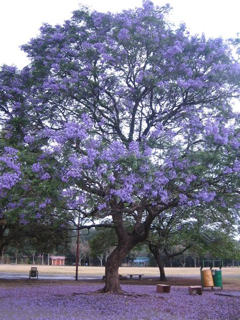 Lavender TREE | Jacaranda mimosifolia. | David Castillo | Flickr