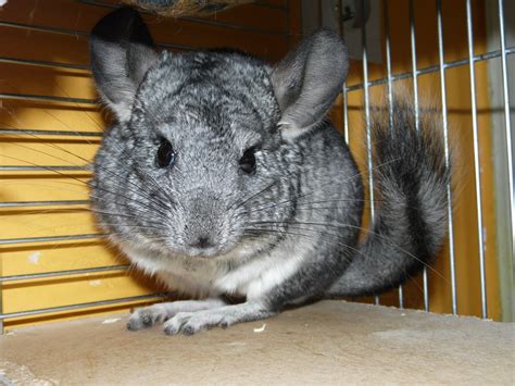 Which Small Rodents Make Good Pets? - Pet Mice Blog.co.uk