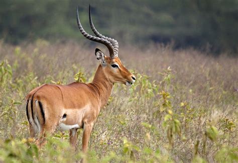 A List of African Antelope Species With Awesome Facts and Photos