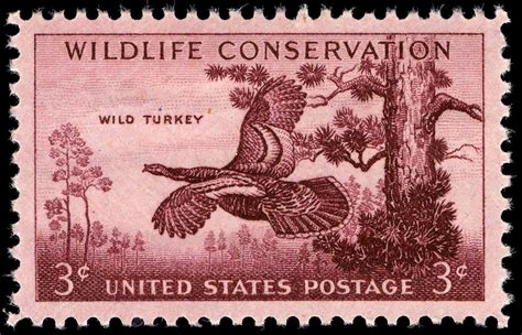 Wild Turkey Free Stock Photo - Public Domain Pictures