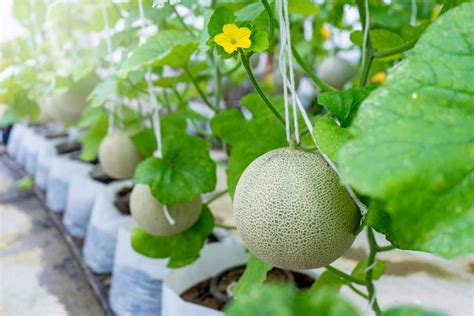 Everything You Need to Know About When to Harvest Honeydew Melon - Survival World