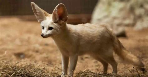 Fennec Fox Behavior - AnimalBehaviorCorner