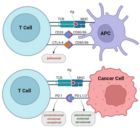 Clinics and Practice | Free Full-Text | The Role of Immune Checkpoint ...