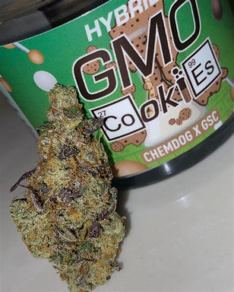 Strain Review: GMO Cookies by TRU Infusion - The Highest Critic