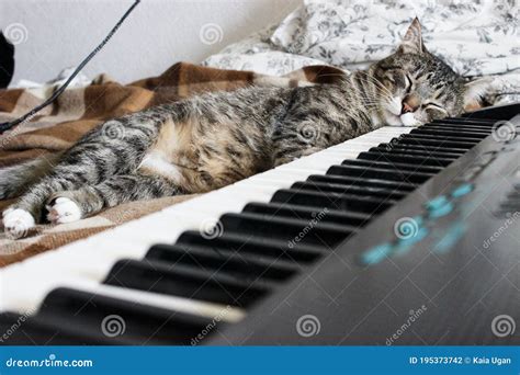 Portrait of Brown Tabby Cat Sleeping on Piano. Big Green Eyes. a Beautiful Background for ...