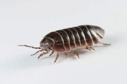 RAWRchelle's Insect Breeding Guides: Terrestrial Isopod Care and Breeding