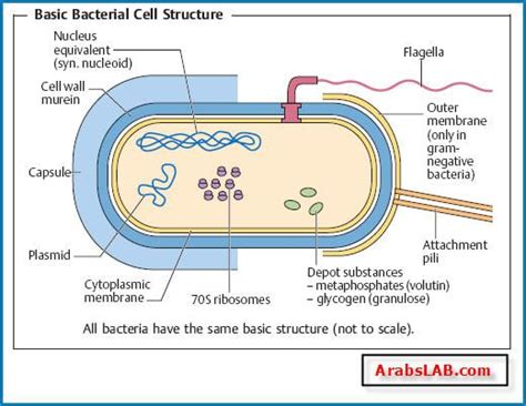 Microbiology, Cell wall, Bacterial cell structure