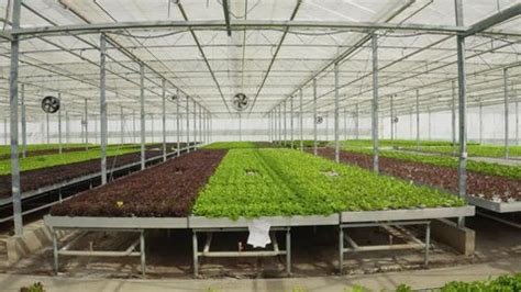 Rows Different Types Organic Lettuce Bio Stock Footage Video (100% Royalty-free) 1099226431 ...