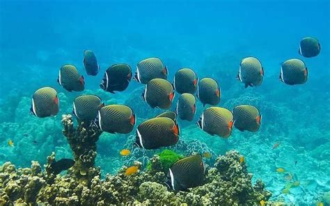 Snorkeling in Phuket