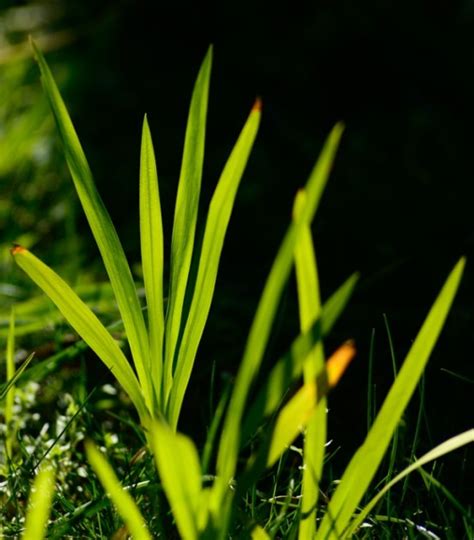 Montbretia | Weeds