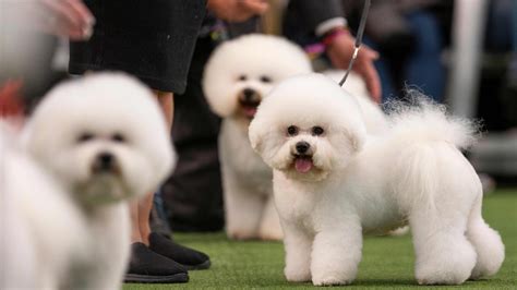 Siba the standard poodle wins best in show at Westminster Dog Show 2020 ...