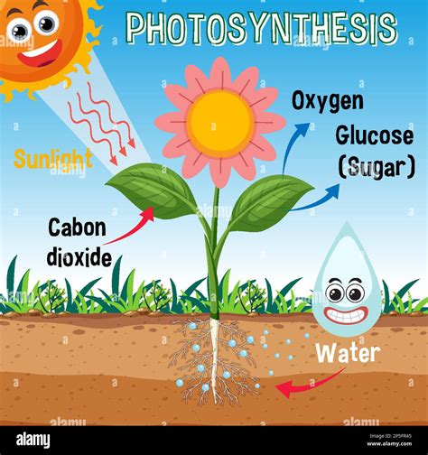 Diagram of Photosynthesis for biology and life science education ...