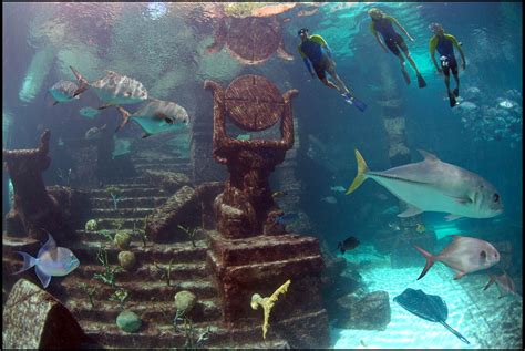 Dive or snorkel the ruins lagoon at Atlantis. It's loaded with cool ocean animals and ancient ...