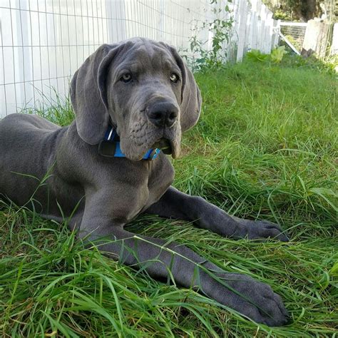 Blue Great Dane puppy Fergus Blue Great Dane Puppies, Great Dane Puppy, Blue Great Danes, Fergus ...