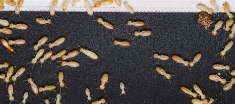 What Are Those Tiny White Bugs in Your House? - D's Pest Control