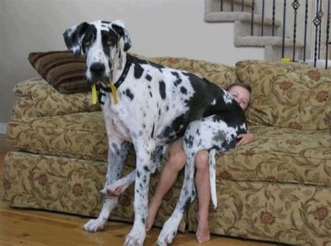 10 Reasons Great Danes Have The Best Personalities | Great dane dogs, Dane dog, Great dane funny