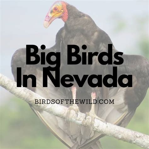 7 Big Birds In Nevada (With Pictures!) - Birds Of The Wild