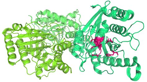 Dna, Plant; Plant DNA