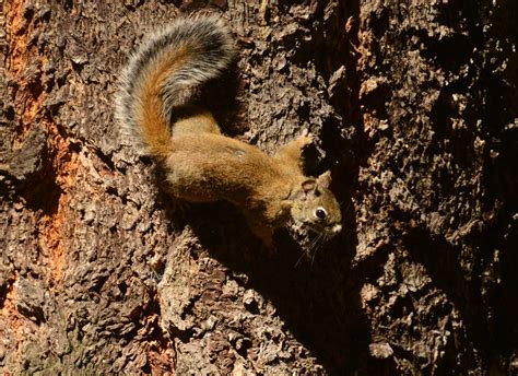 Mt. Graham Red Squirrel Recovery | Arizona Wildlife Conservation Strategy