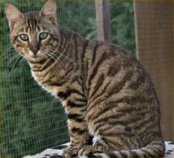 The Toyger Cat Breed