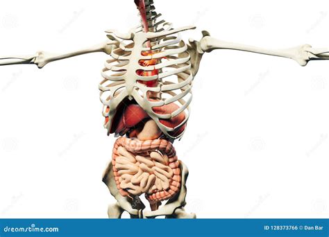 Image Showing Internal Organs In The Back - Major Internal Organs in the Human Body Chart Poster ...