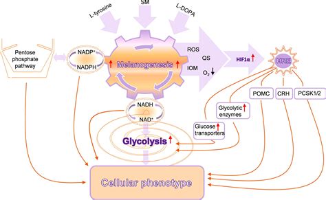 Frontiers | Melanoma, Melanin, and Melanogenesis: The Yin and Yang Relationship