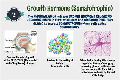 Growth Hormone (Somatotrophin) | Growth hormone, Anatomy and physiology ...