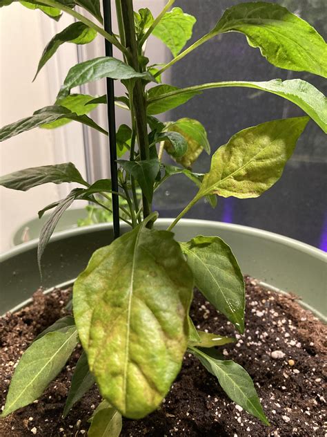 Chili pepper leaves—does anyone know why some of the bottom leaves on my pepper plant look ...