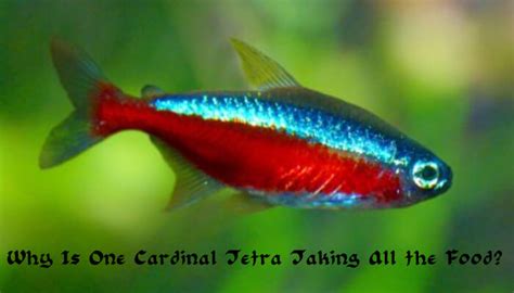 Why Is One Cardinal Tetra Taking All the Food? - Tetra Fish Care