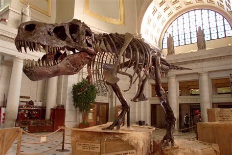 Tyrannosaurus Rex Had One Of The Strongest Jaws in History - InsideHook