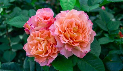 Hybrid Tea Rose: Benefits, Uses, How to Grow and Care Tips