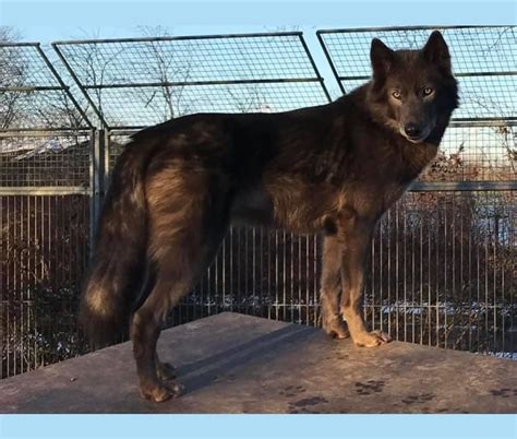 Embark Dog DNA Test - Lycan Lycanis Wolfdog® profile