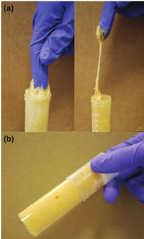 Images showing (a) the gel-like state of the liquid foam 3 h after ...