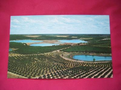 CLERMONT FL LAKES ORANGE GROVES CITRUS TOWER POSTCARD | eBay