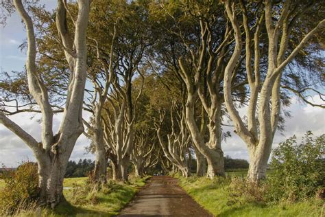 The Dark Hedges-Ballymoney County Antrim - ConnollyCove