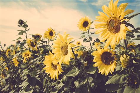 Download Yellow Flower Summer Flower Nature Sunflower 4k Ultra HD Wallpaper