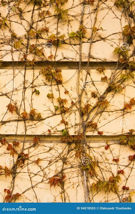 Colorful Ivy Wall Background Stock Image - Image of backdrop, floral ...