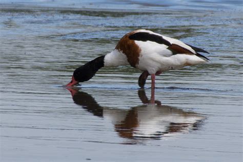 Sea birds of Dorset on Behance