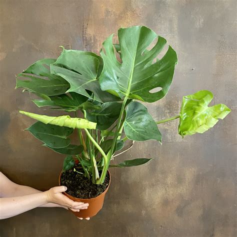 Monstera deliciosa (21cm pot) - grow urban.