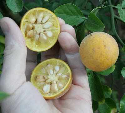 PLANT SPOTLIGHT: Trifoliate Orange – Philadelphia Orchard Project