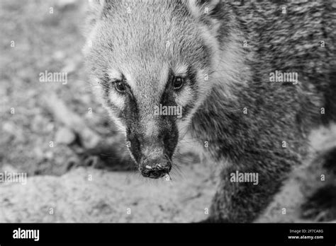 white nosed coati habitat Stock Photo - Alamy