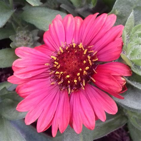 Gaillardia x grandiflora 'Burgunder' syn. Gaillardia 'Burgunder', Gaillardia x grandiflora ...