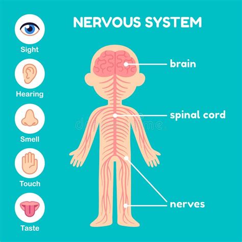 Nervous System Clipart