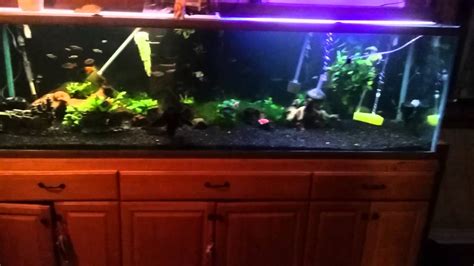 My 200 gallon aquarium - YouTube