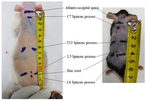 Biomedicines | Free Full-Text | Epidural and Intrathecal Drug Delivery in Rats and Mice for ...