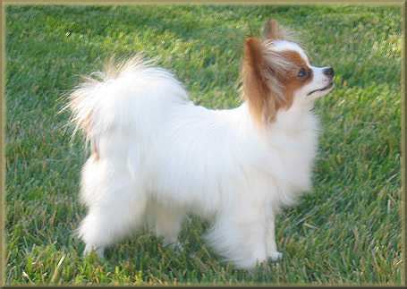 Papillon Color: Papilon Breed Standard | Papilon Toy Dog | Dog Breeds Index