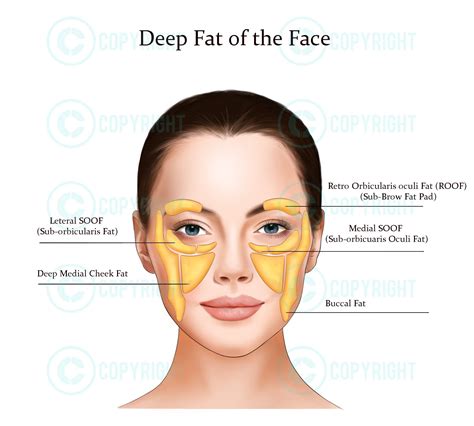 Deep Fat Pads the Face Botox & Filler Injector Anatomy Art Esthetician ...