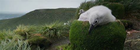 Getting to know the grey-headed albatross | BBC Earth